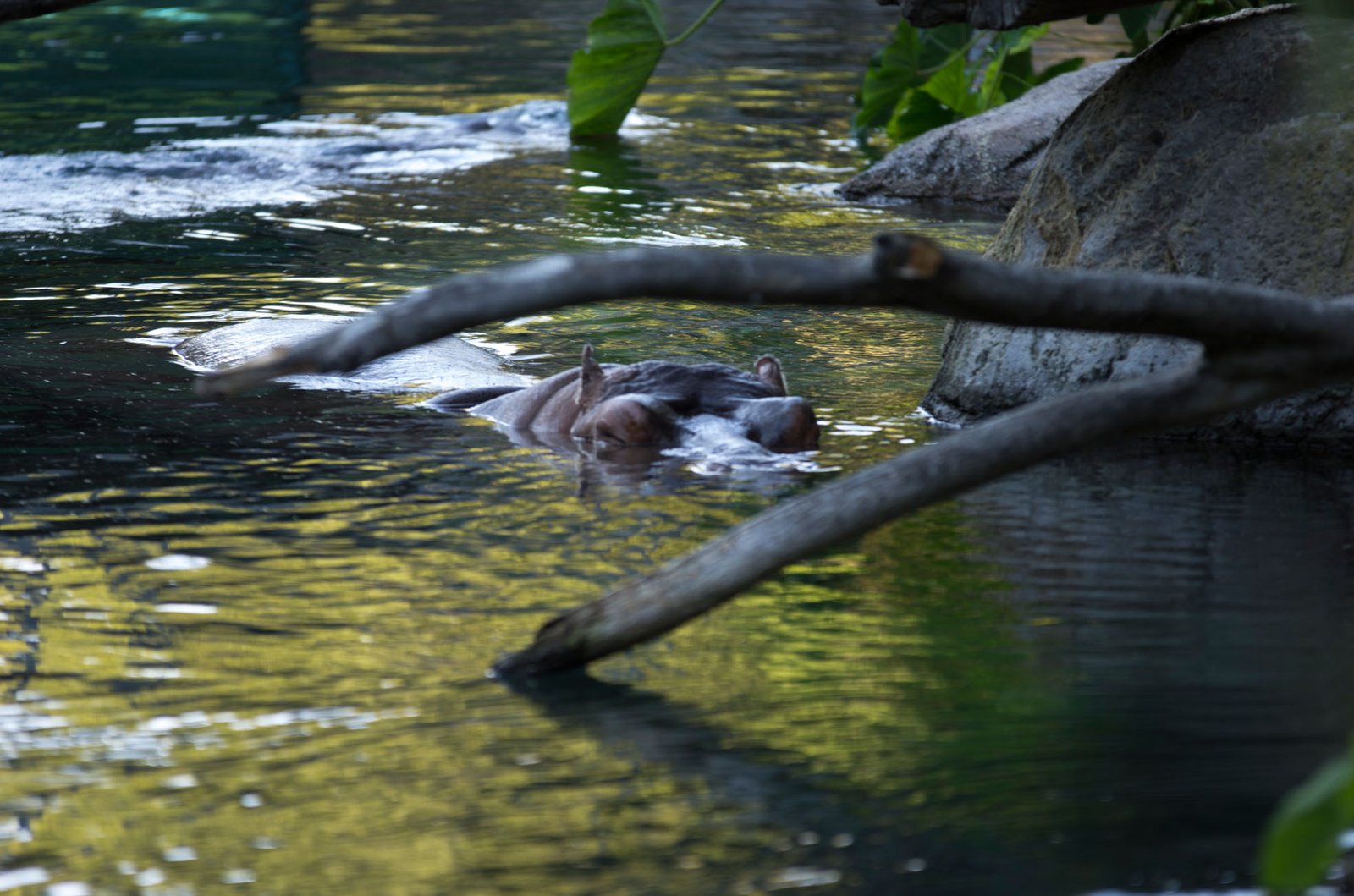 San Diego Zoo Part I 166